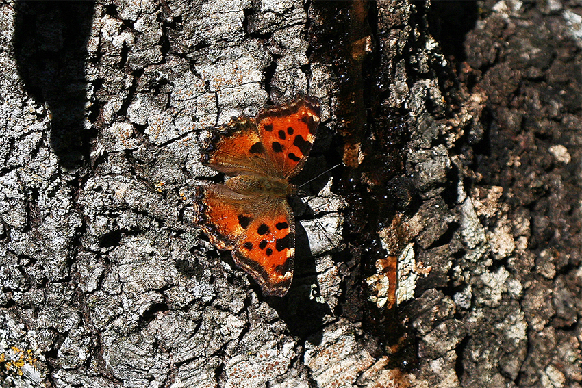 Nymphalis polychloros